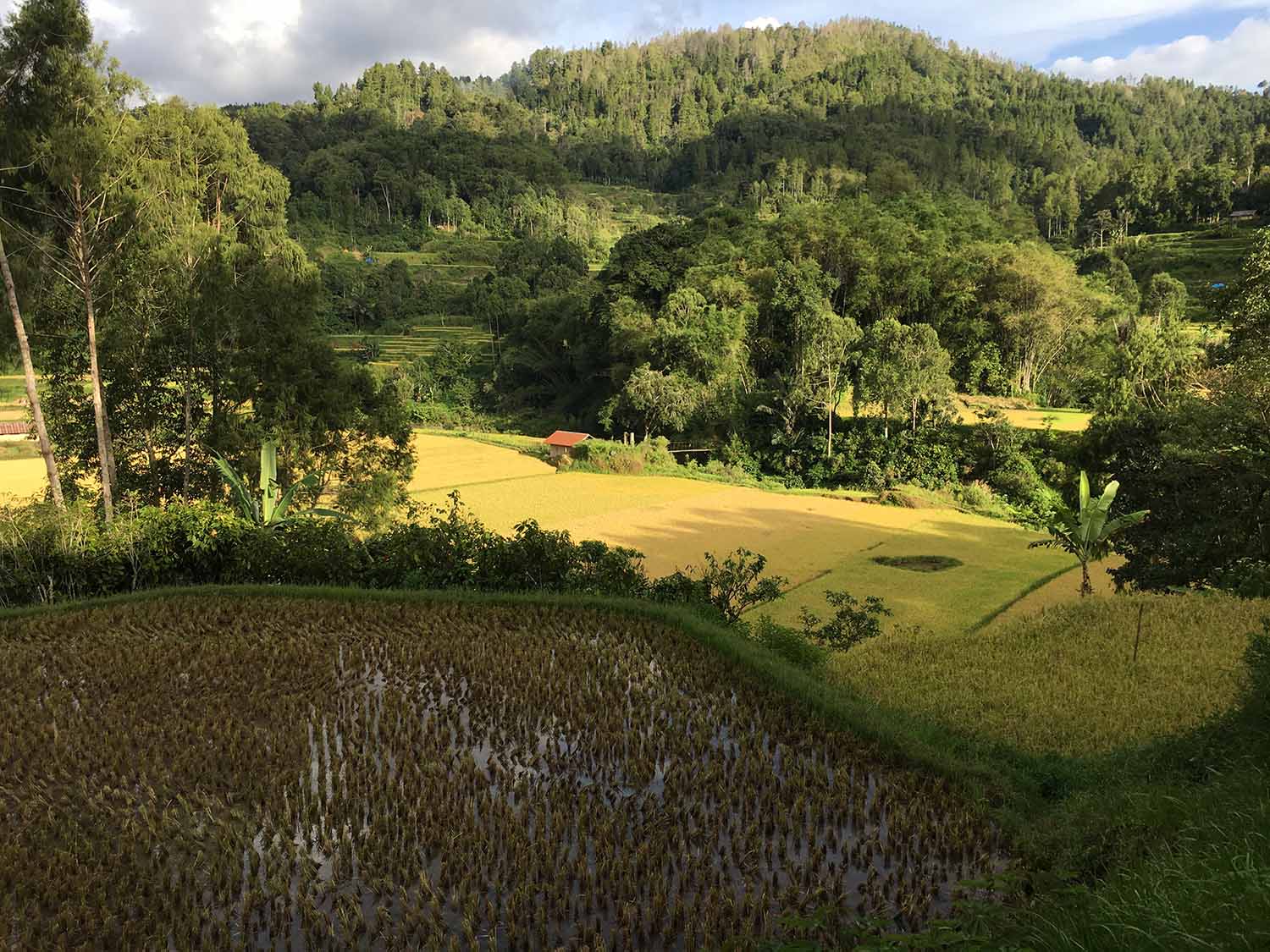 Toraja