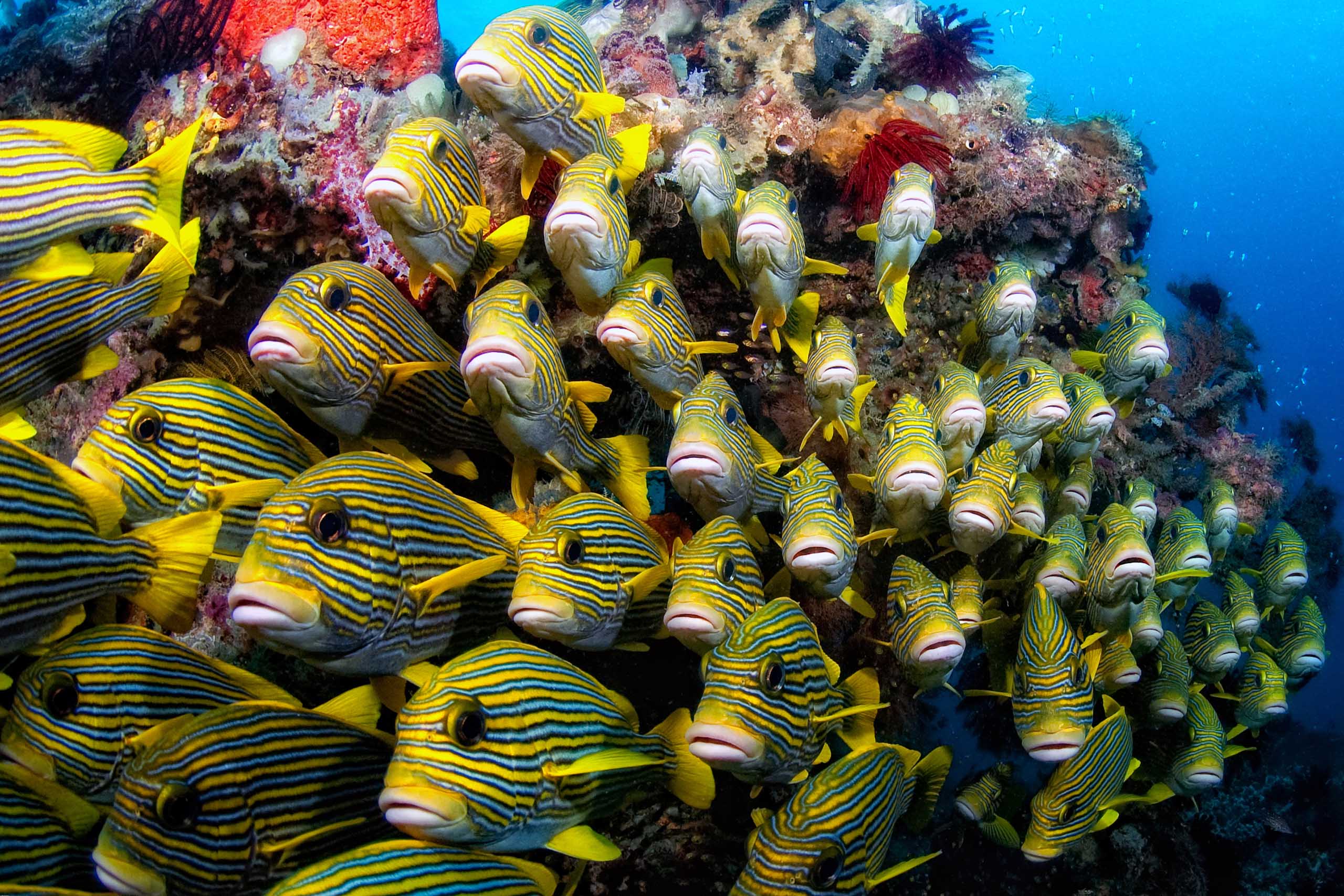 Là où la mer contient plus de vie que la terre