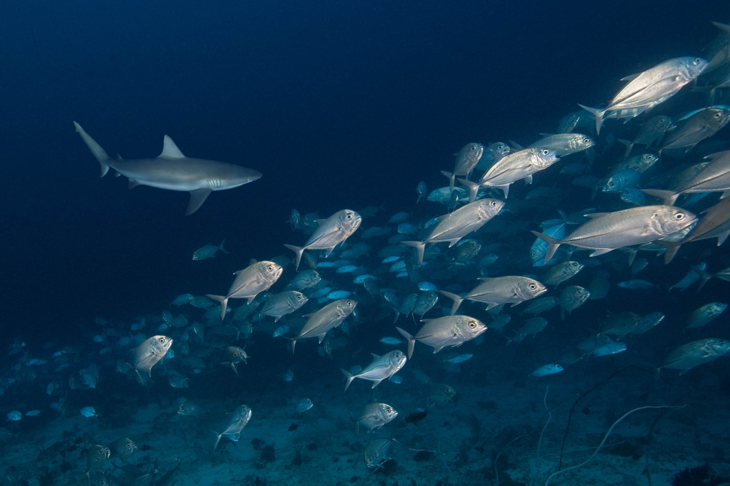 Coraux et requins de récif