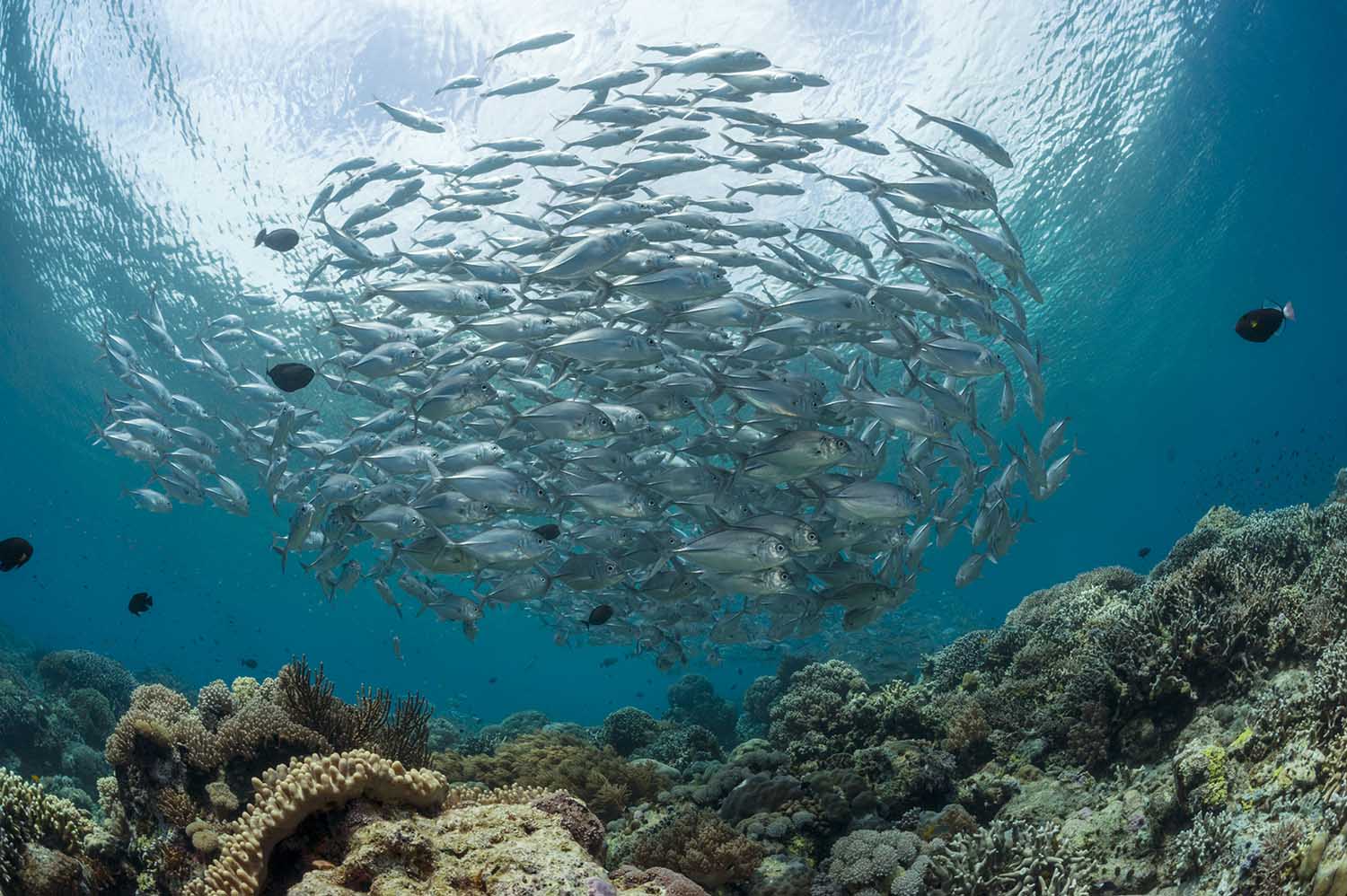 Plongée et snorkeling à Flores : *Des fonds marins au cœur du Triangle de Corail*