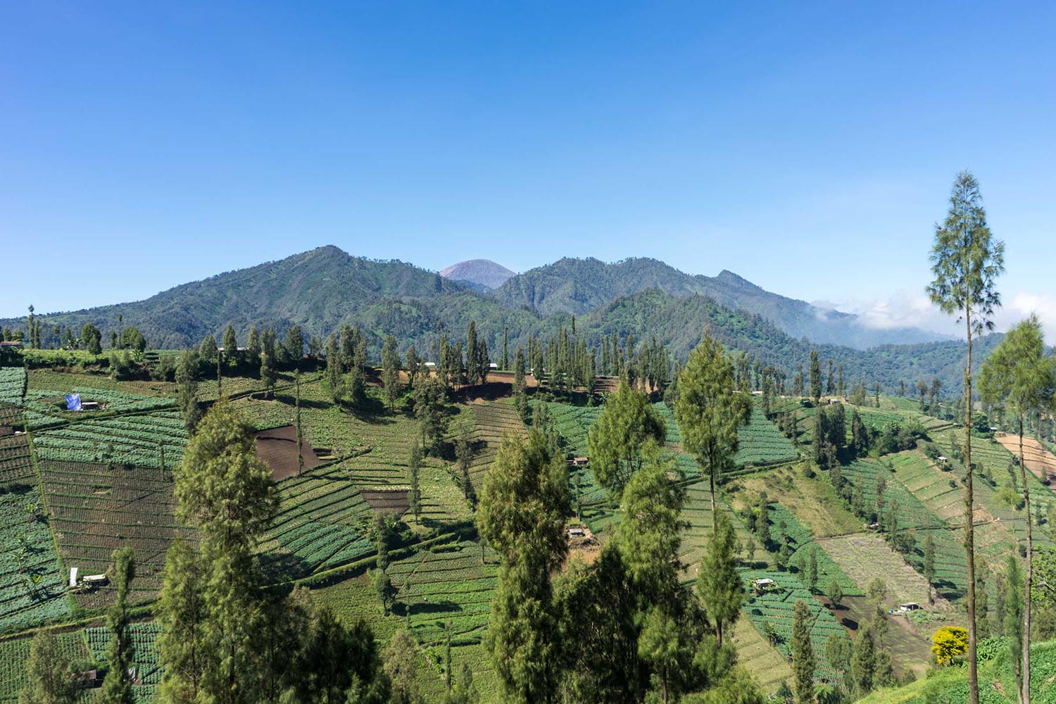 Java autour du Semeru — villages, café, thé et culture javanaise