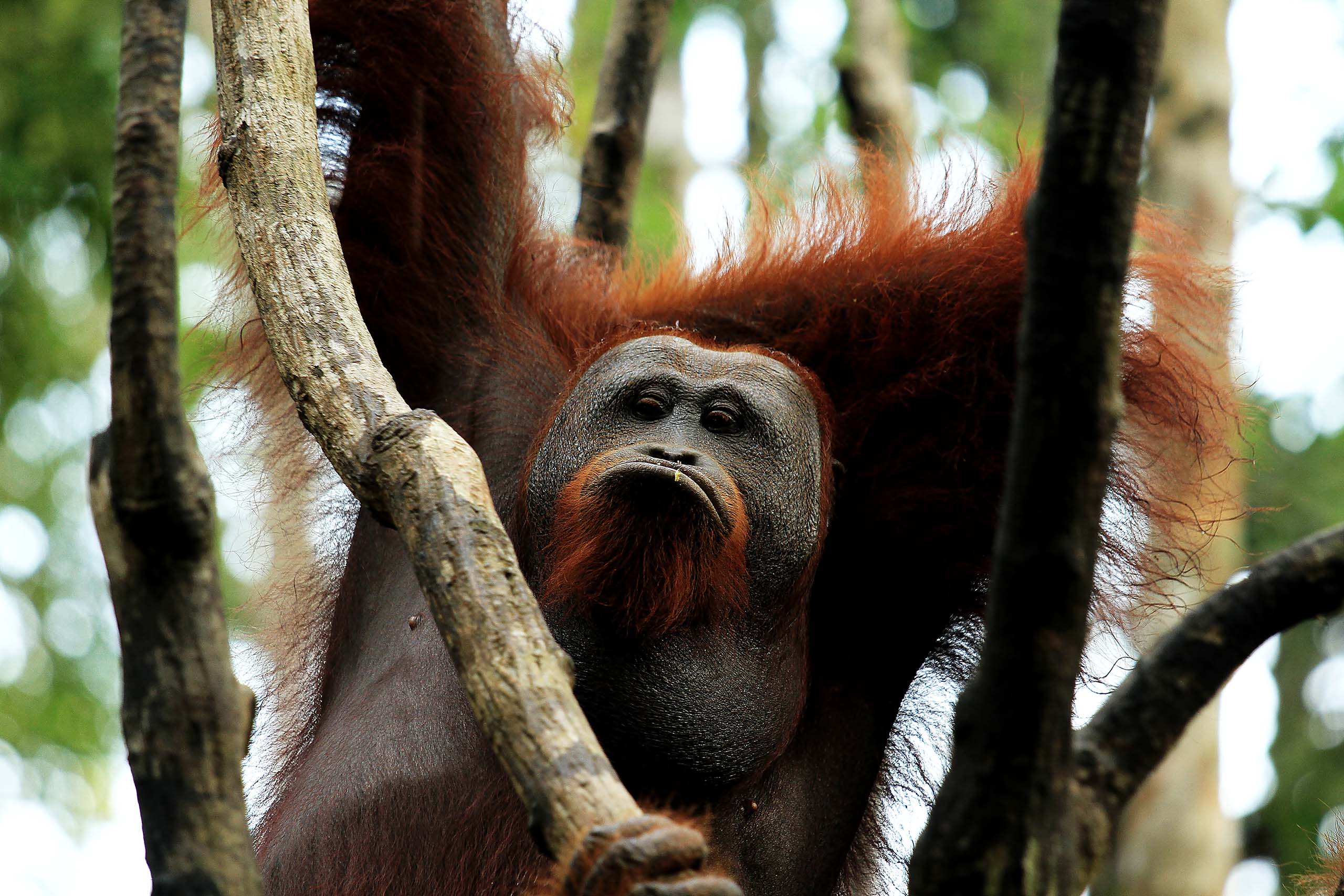 Voyage à Sumatra