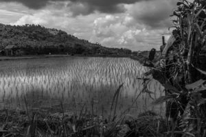 Rizières à Bali