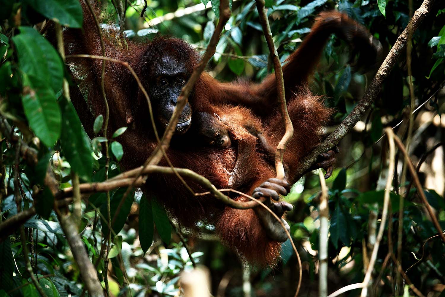 Voyage à Sumatra