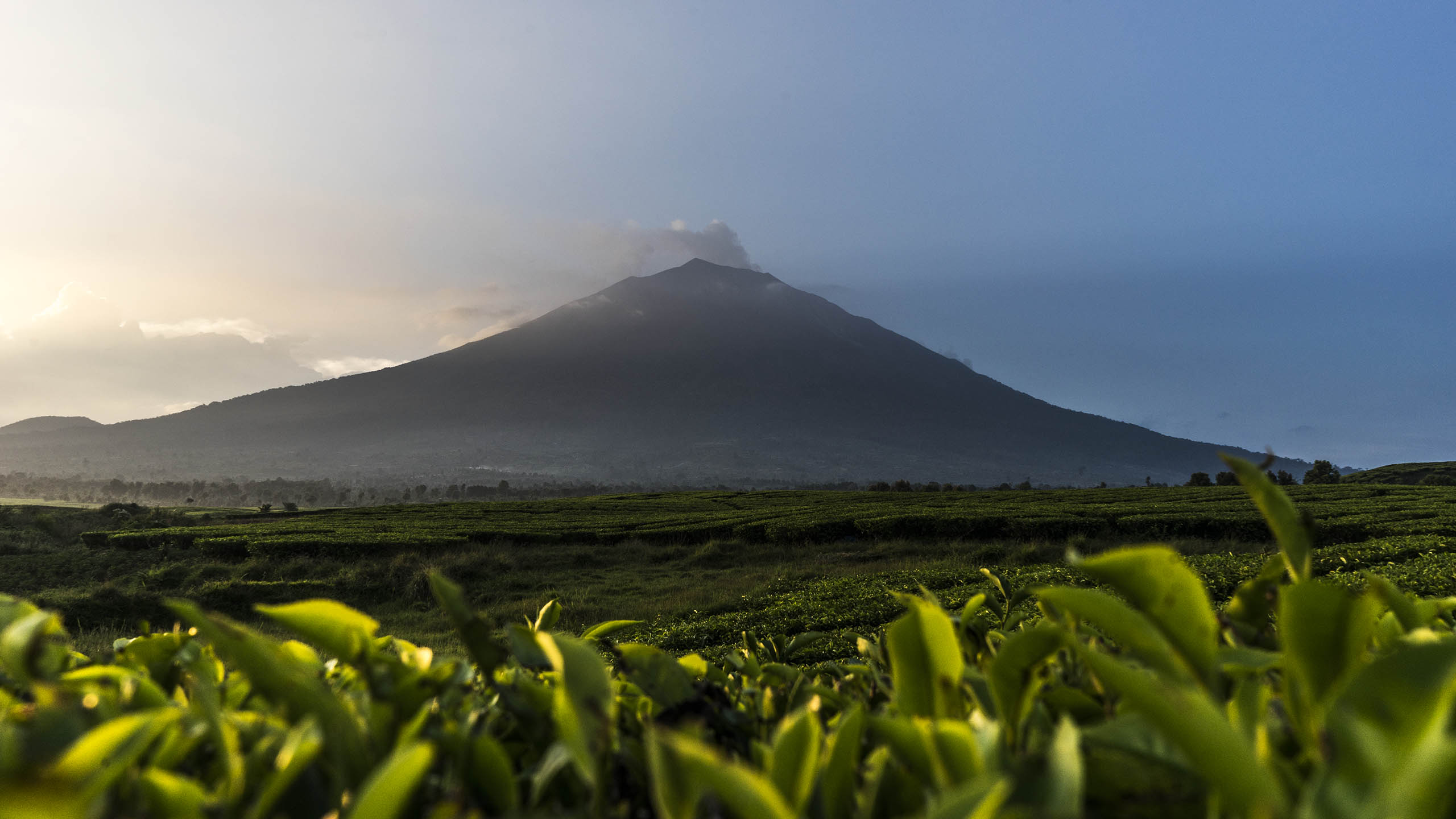 Kerinci depuis les cultures du thé, Sumatra