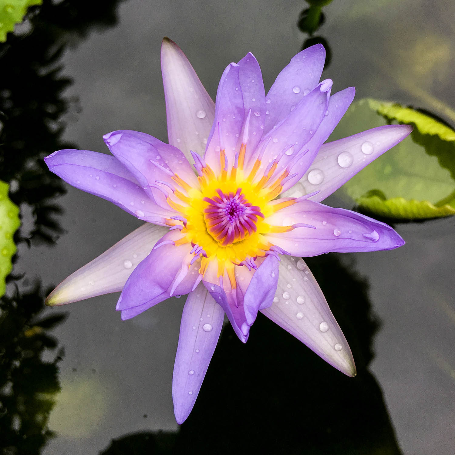 Fleur à Bali