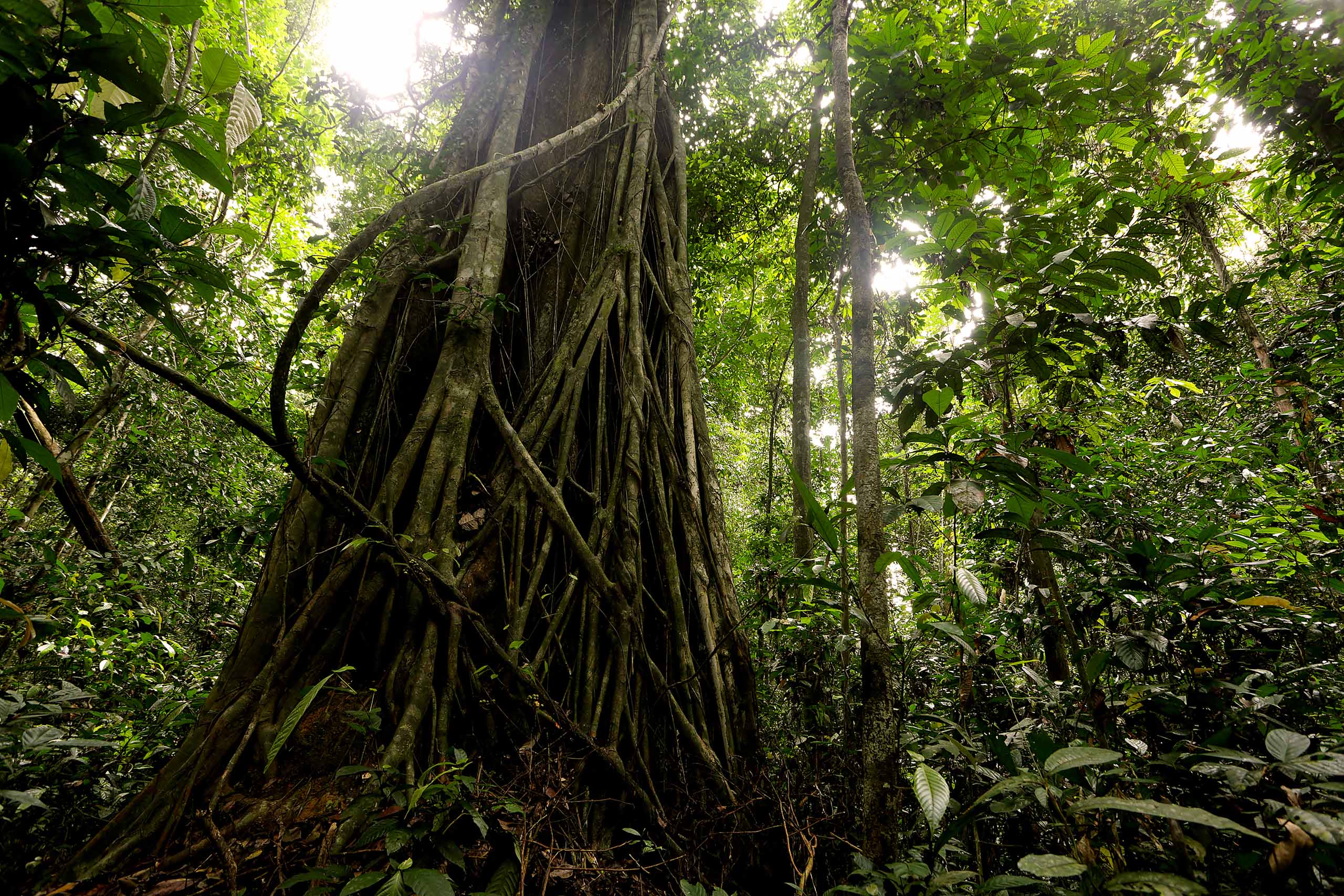 Le trek de Bukit Lawang — *entrer dans la forêt de Sumatra*