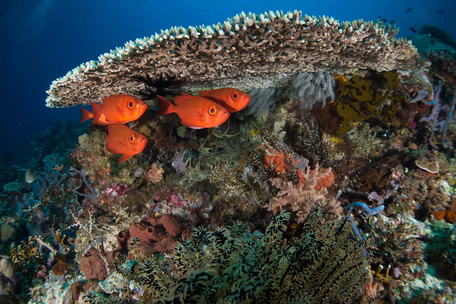 Les autres îles de la région (Siladen, Manado Tua, Nain, Lembeh)