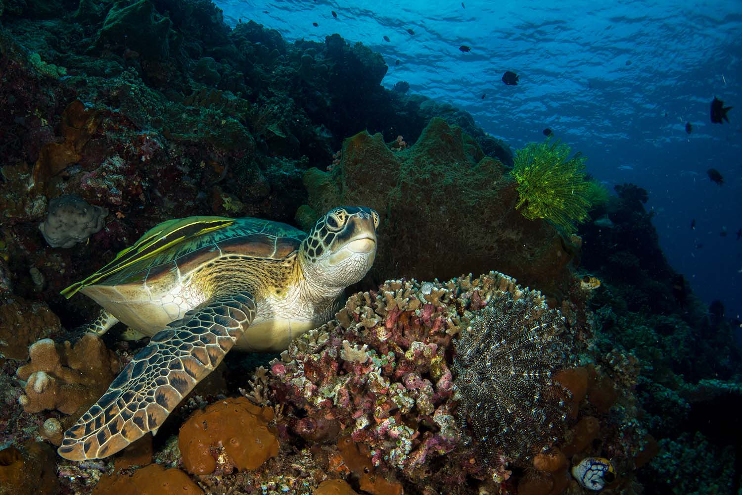 Plongée avec une tortue