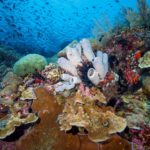 corail à komodo