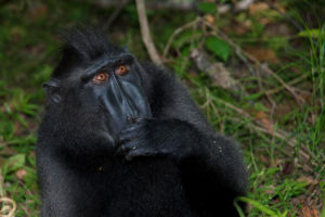 singe