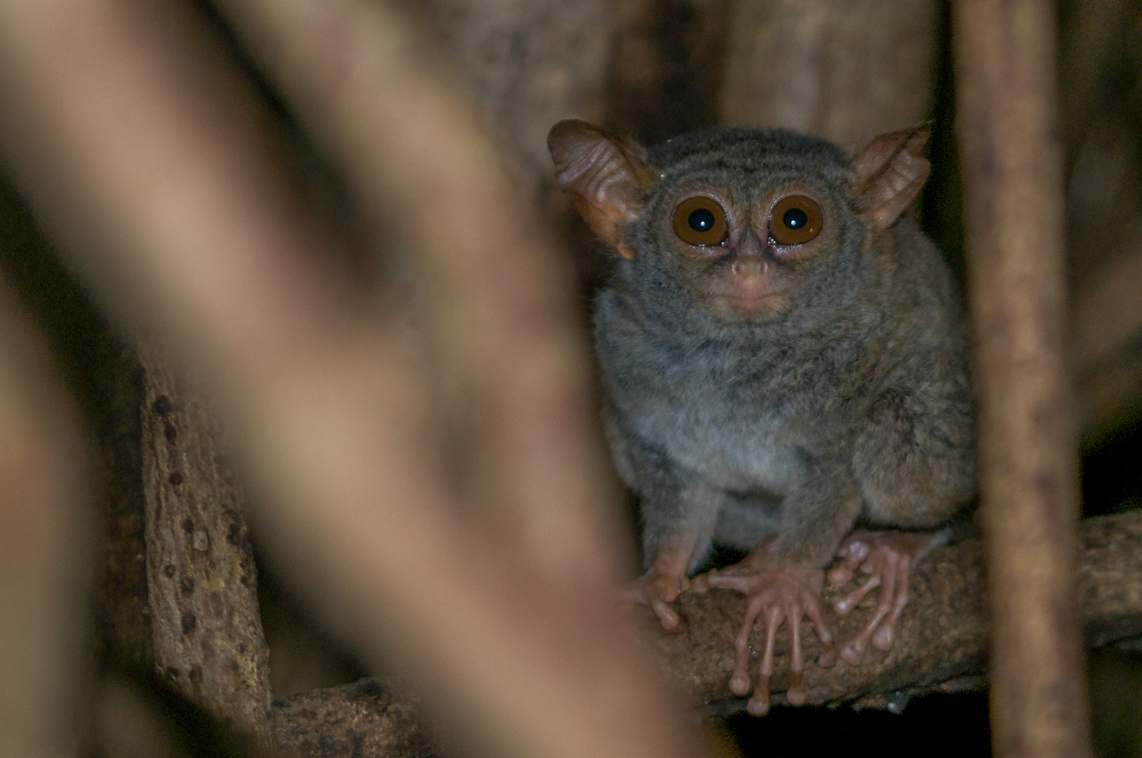 Le tarsier au crépuscule
