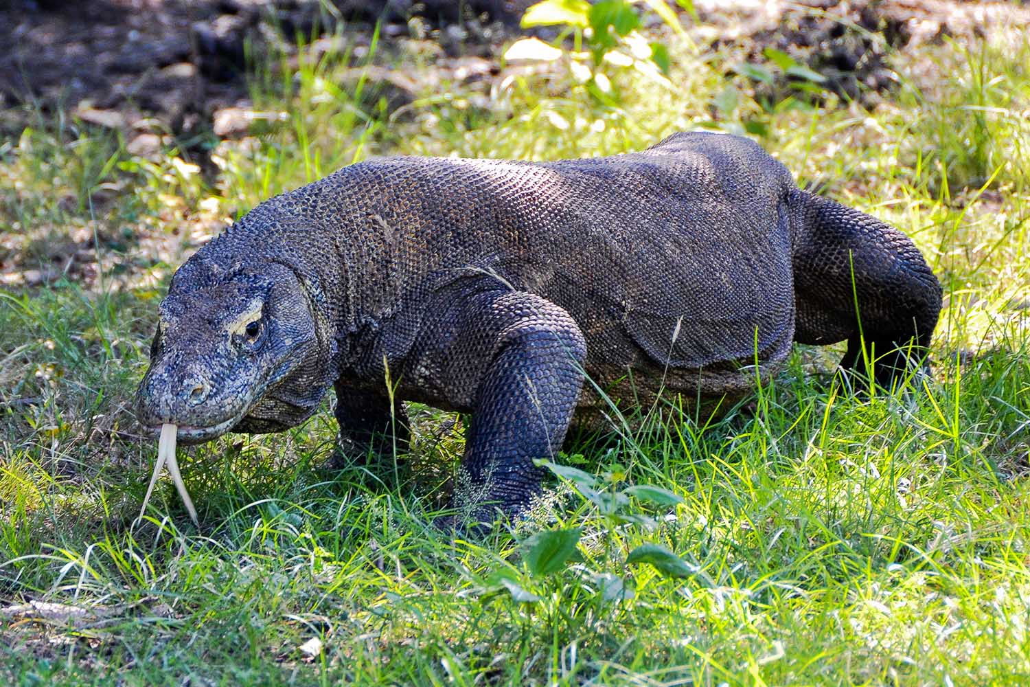 dragon de komodo