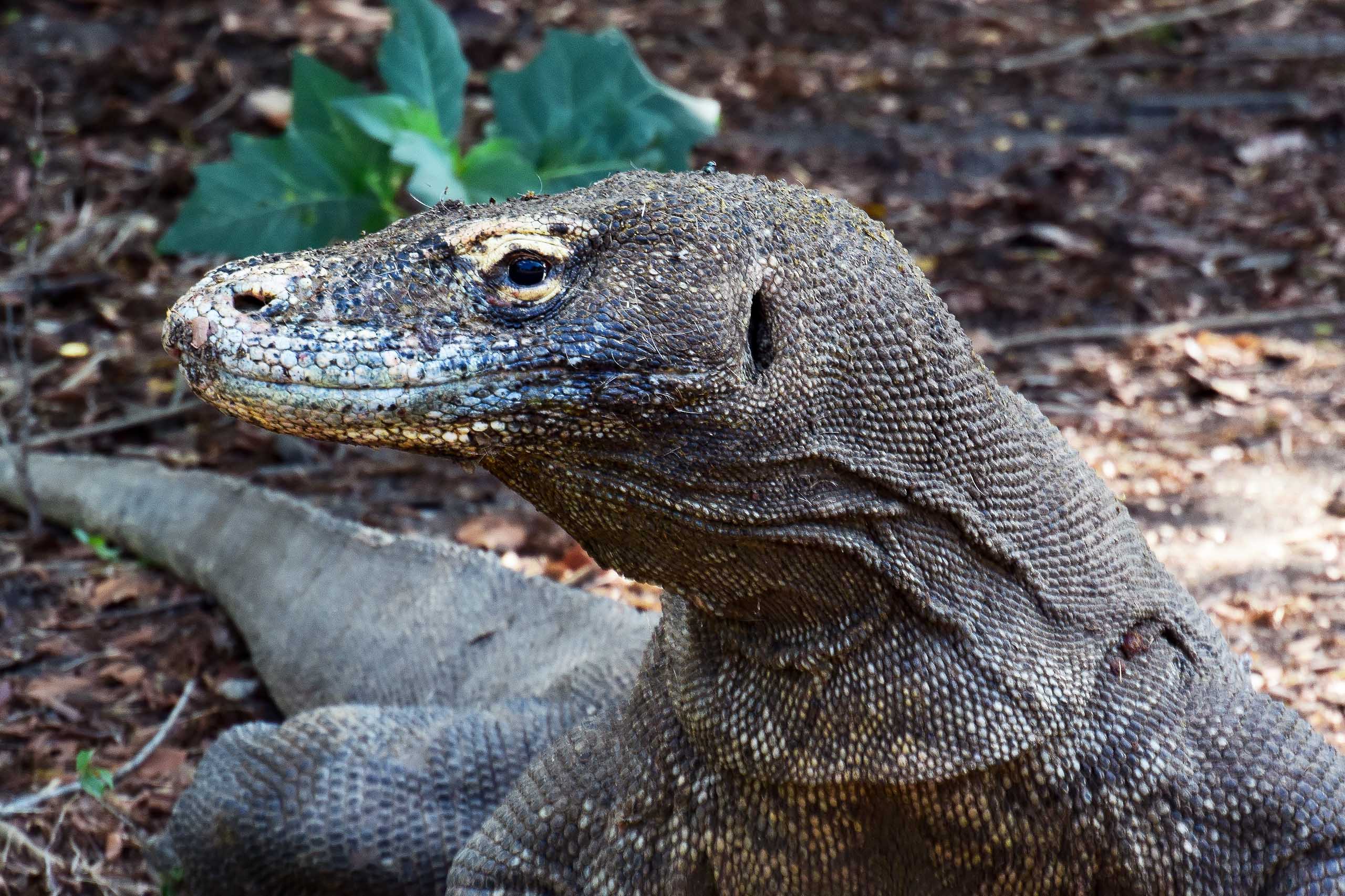 Que faire à Komodo ? Le guide complet 2026
