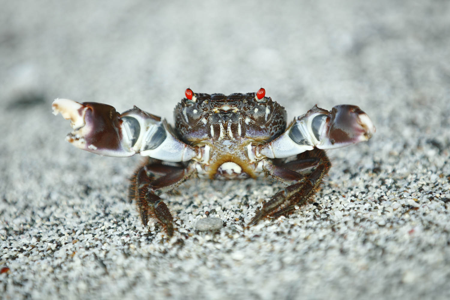Crabes à Komodo - copyright Jonathan Lhoir
