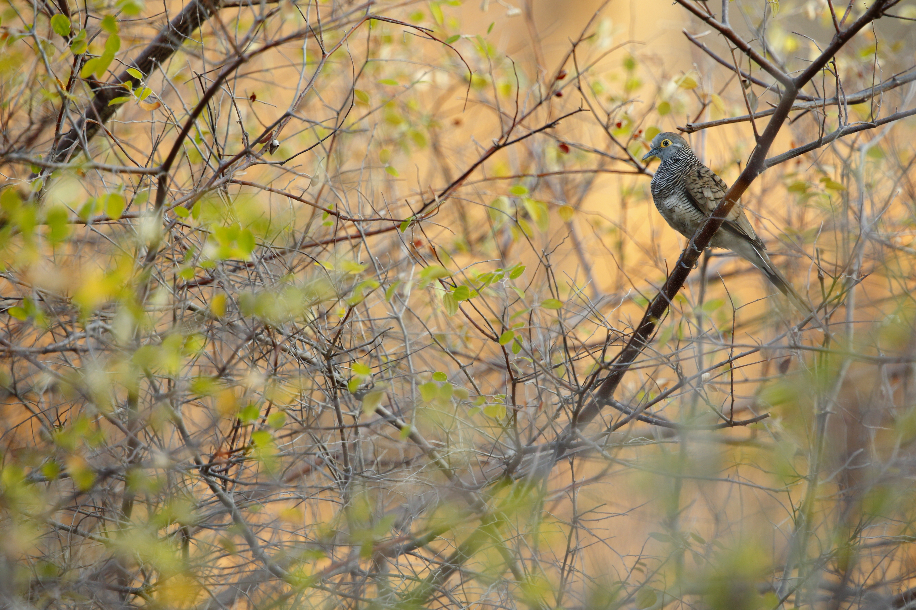 Oiseau à Komodo, voyage photo - copyright Jonathan Lhoir