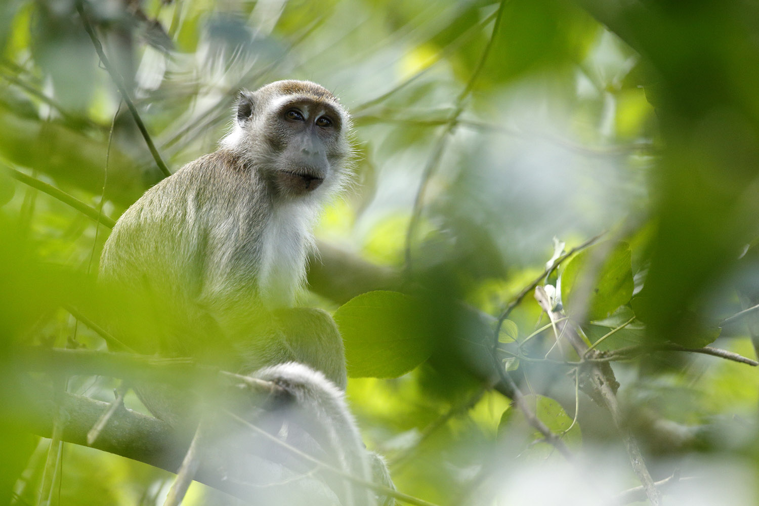 Singe - copyright Jonathan Lhoir