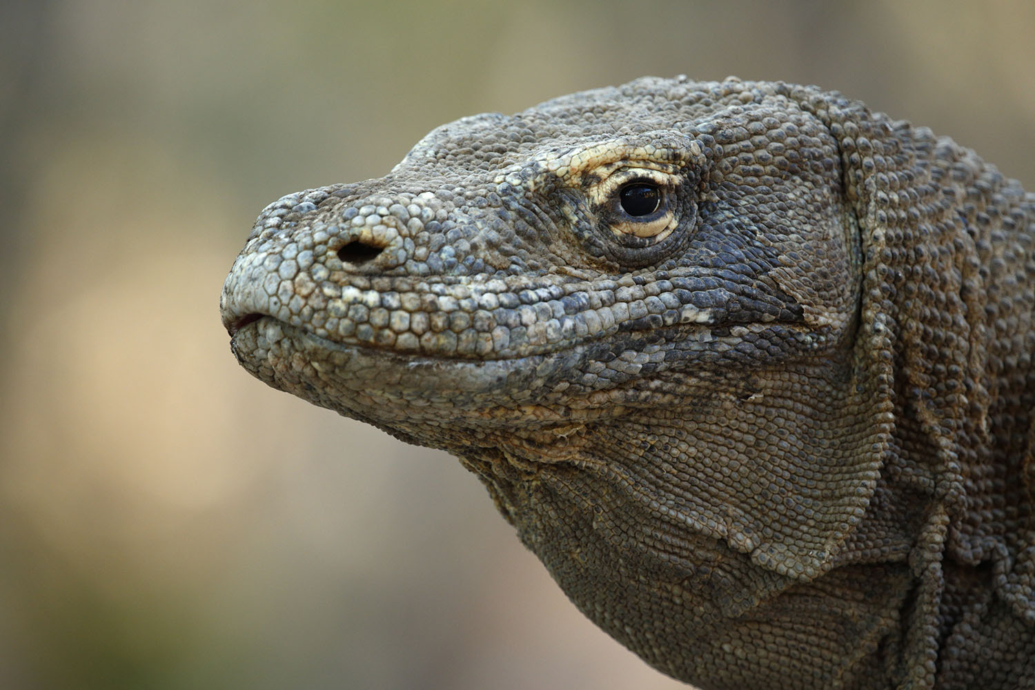 Voyage à Komodo sur mesure