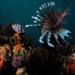 Poisson Lion lors d'une Plongée