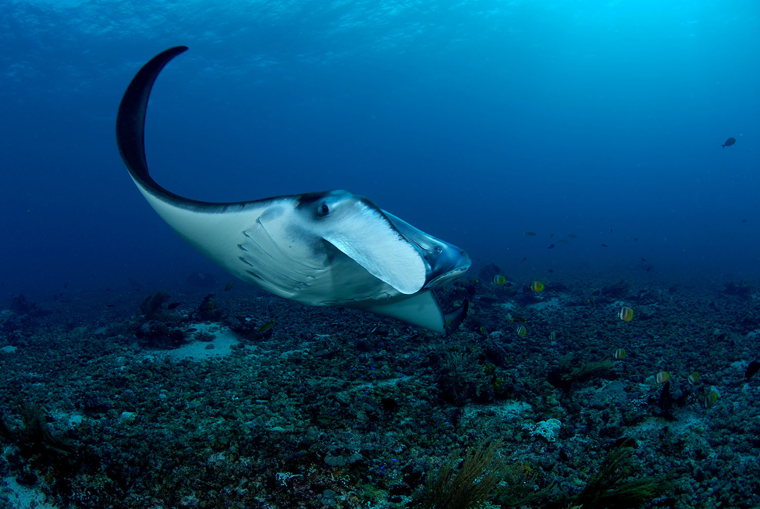 Raie Manta