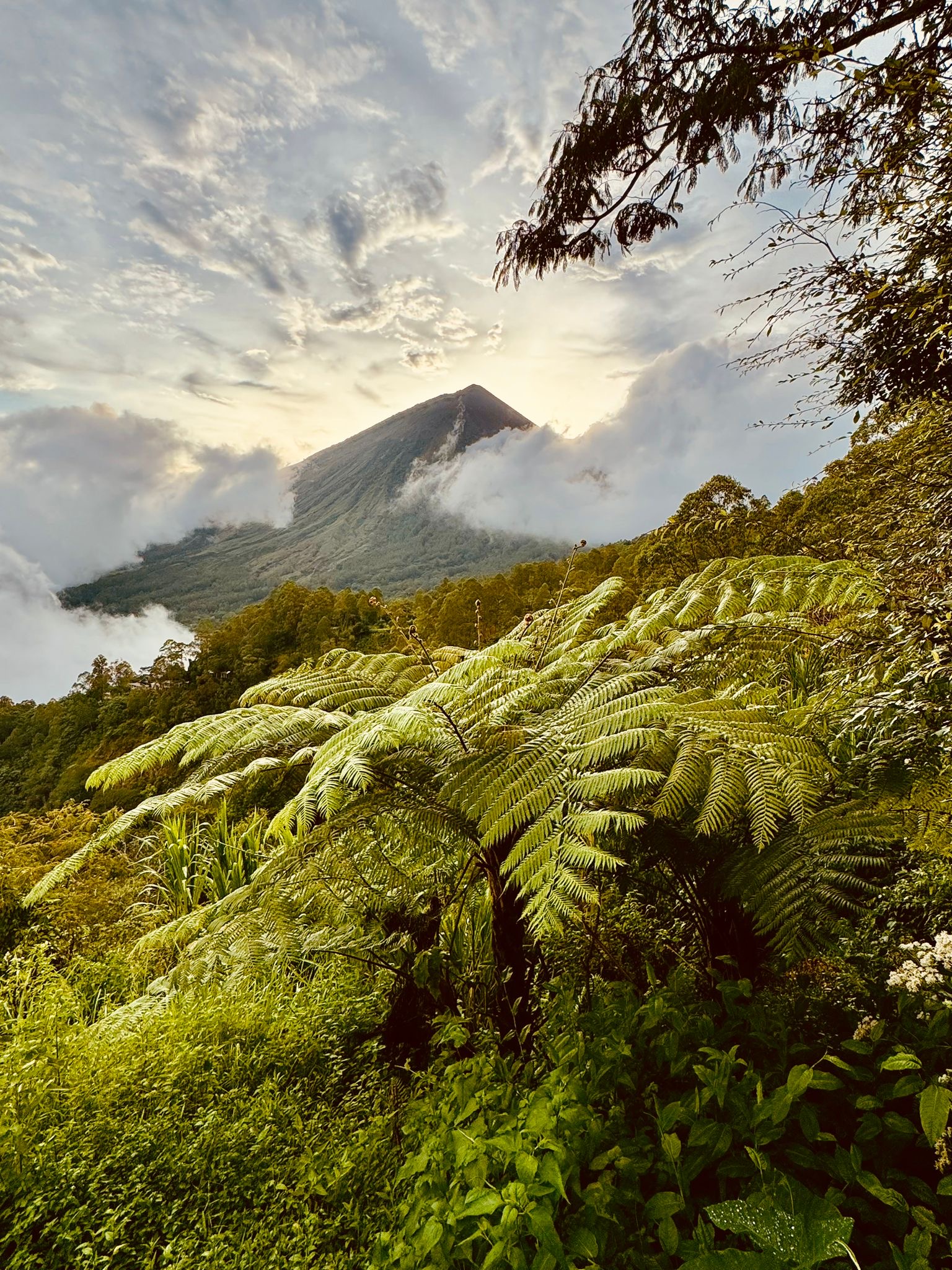 Forêt tropicale et volcan en Indonésie