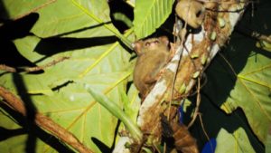 Tarsius