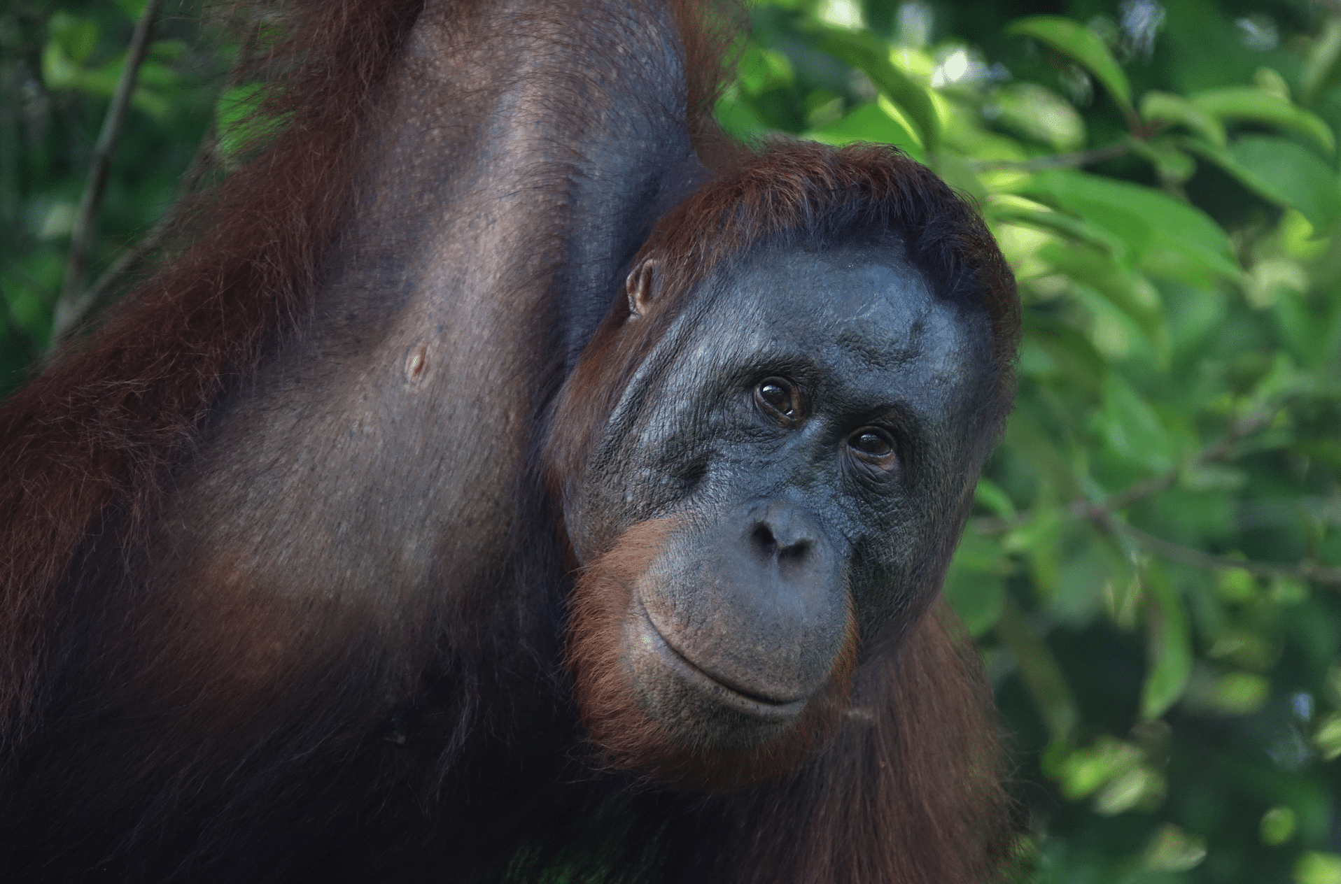 Camp Leakey, depuis 1971