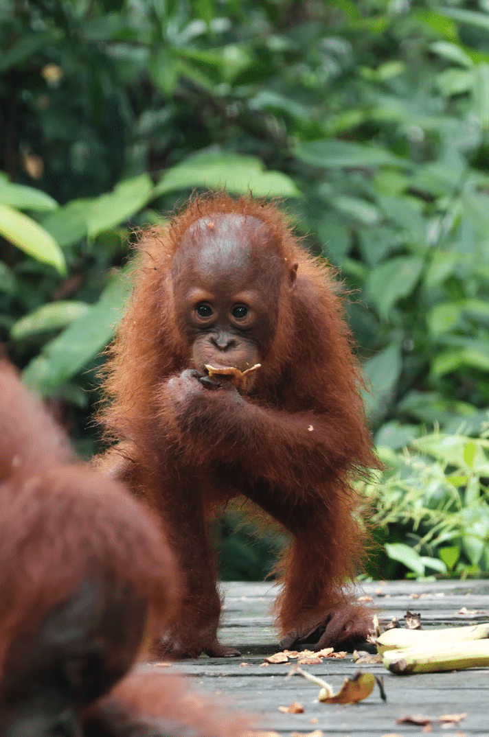 Action de la fondation YAYASAN MANDARA CARE